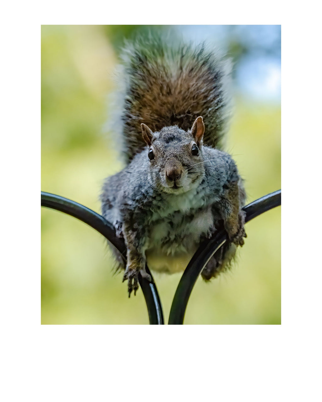Eastern Gray Squirrel Wildlife Photography Print | Tiny Desk Photos No. 22
