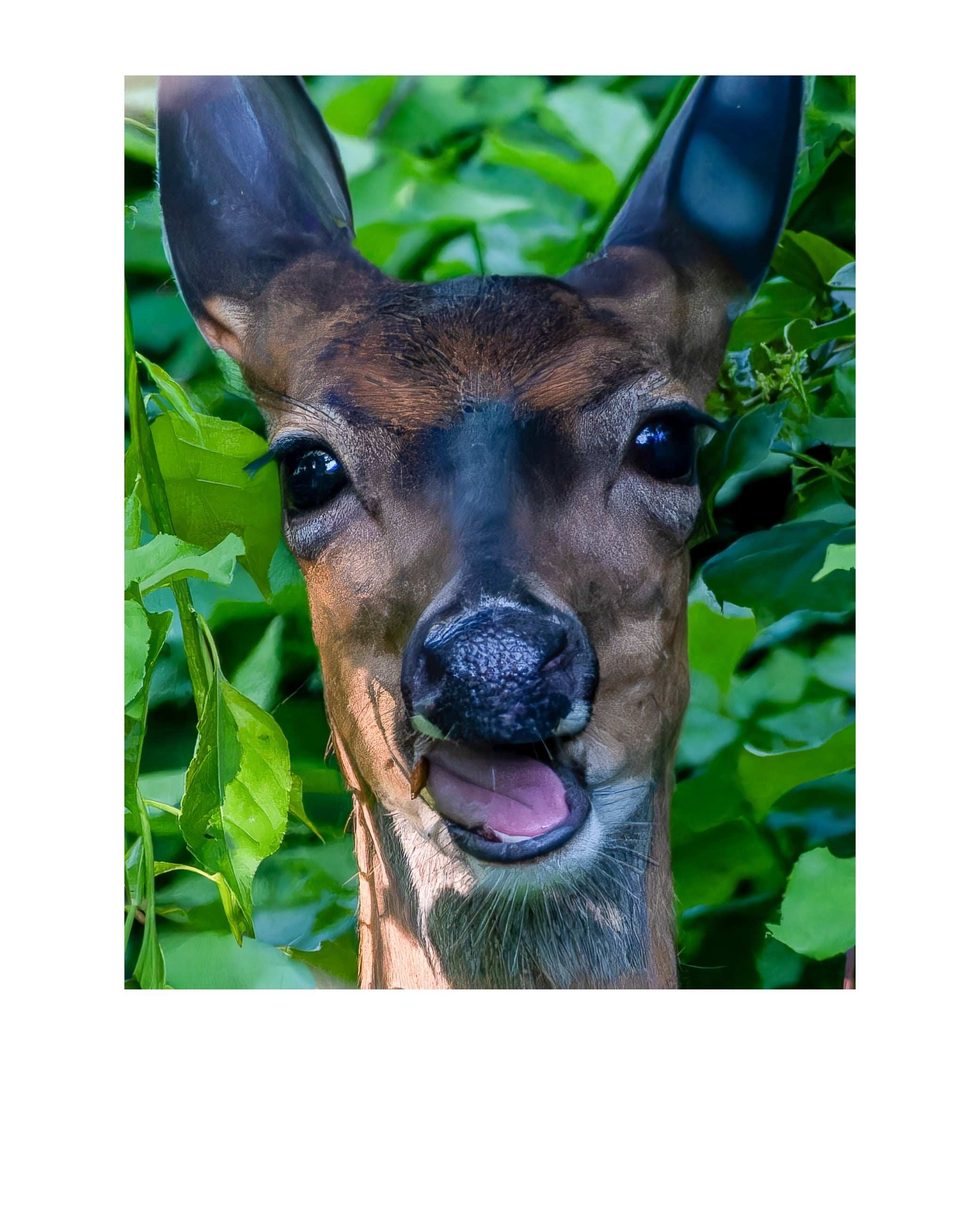 Juvenile White-tailed Deer Wildlife Photography Print | Tiny Desk Photos No. 220