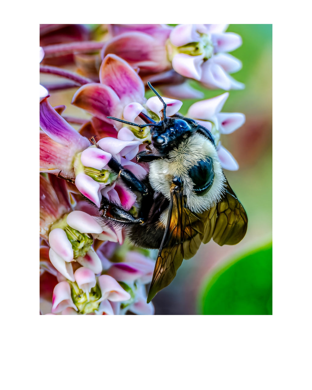 Common Eastern Bumble Bee Wildlife Photography Print | Tiny Desk Photos No. 221