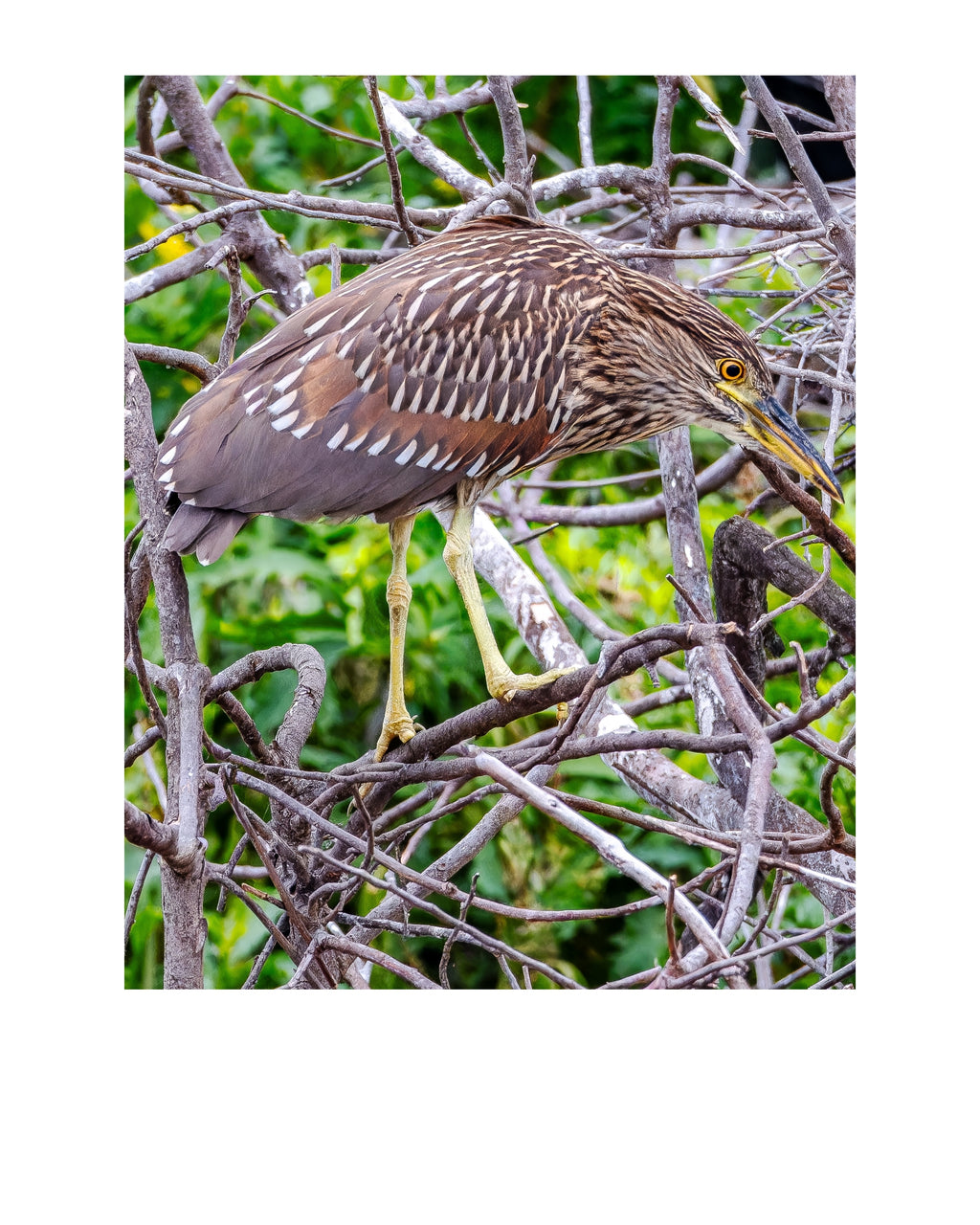 Juvenile Yellow-crowned Night Heron Wildlife Photography Print | Tiny Desk Photos No. 222