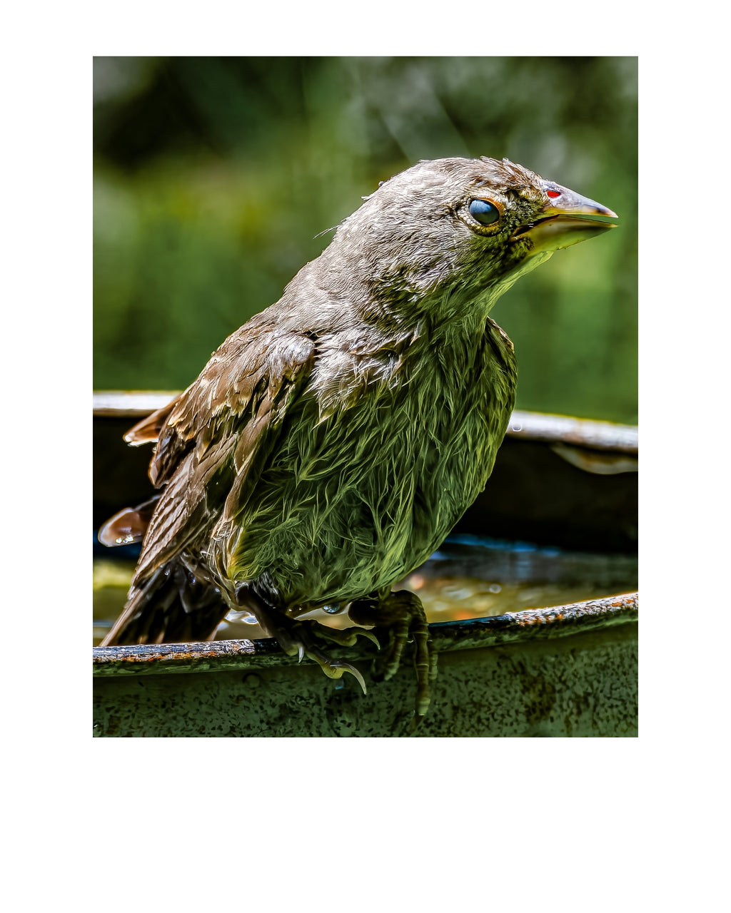 Juvenile Brown-headed Cowbird Wildlife Photography Print | Tiny Desk Photos No. 223