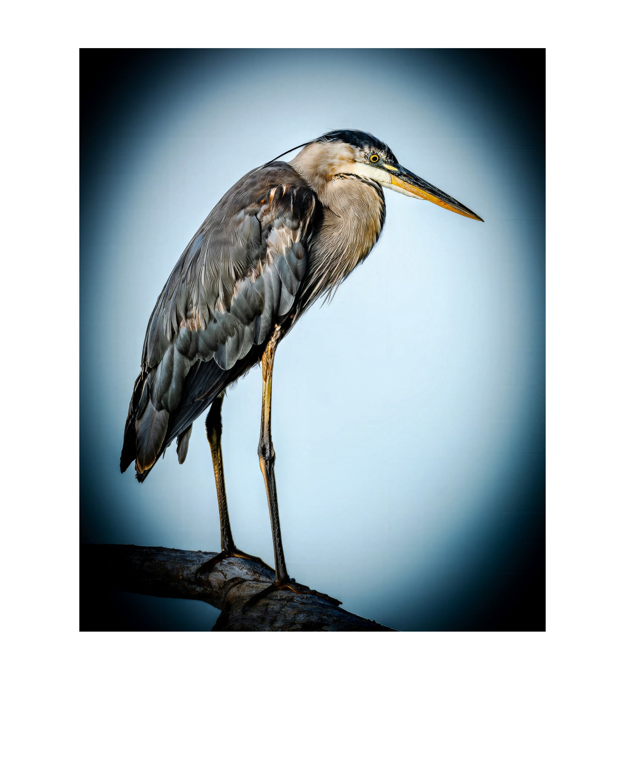 Great Blue Heron Wildlife Photography Print | Tiny Desk Photos No. 225