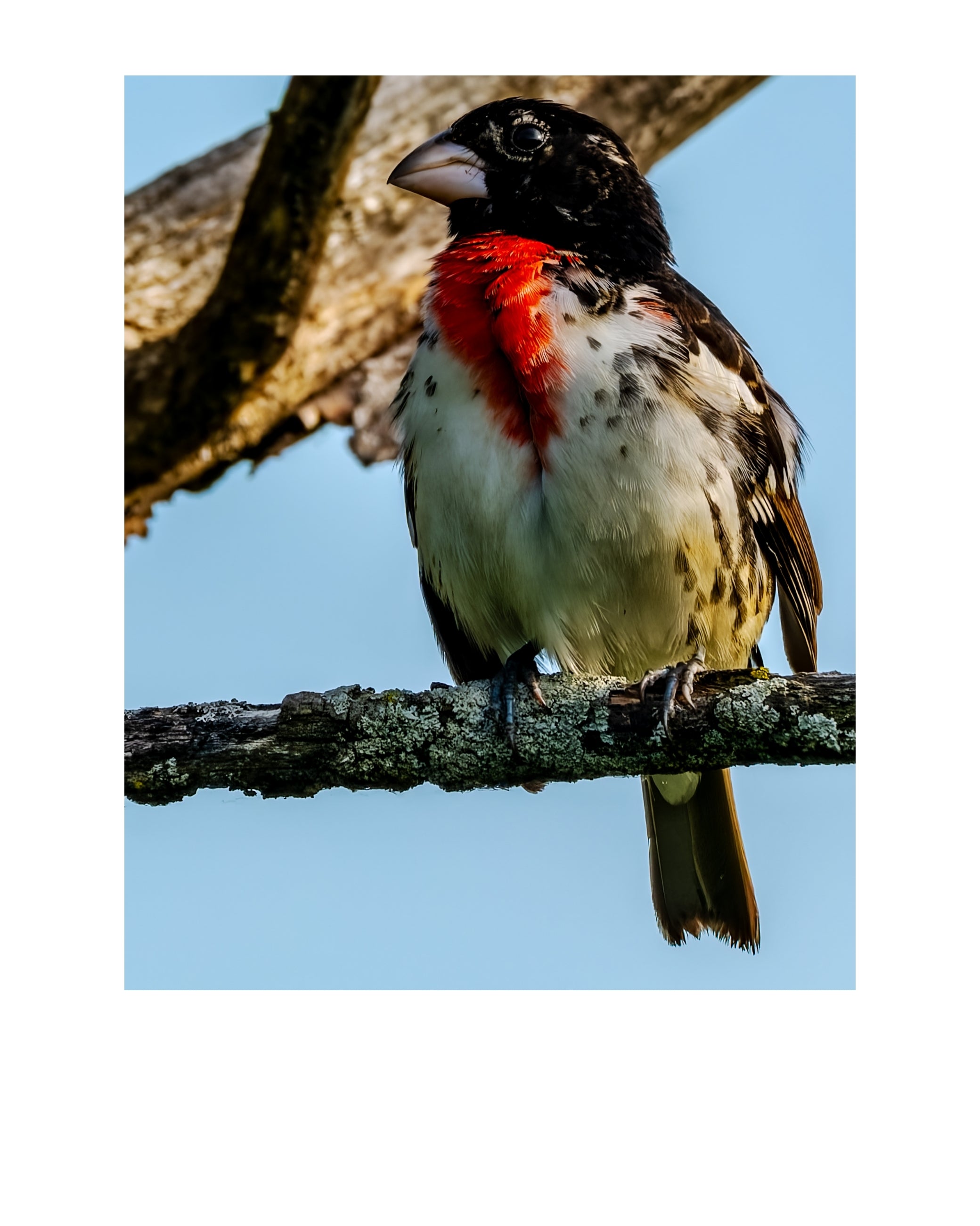 Male Rose-breasted Grosbeak Wildlife Photography Print | Tiny Desk Photos No. 226