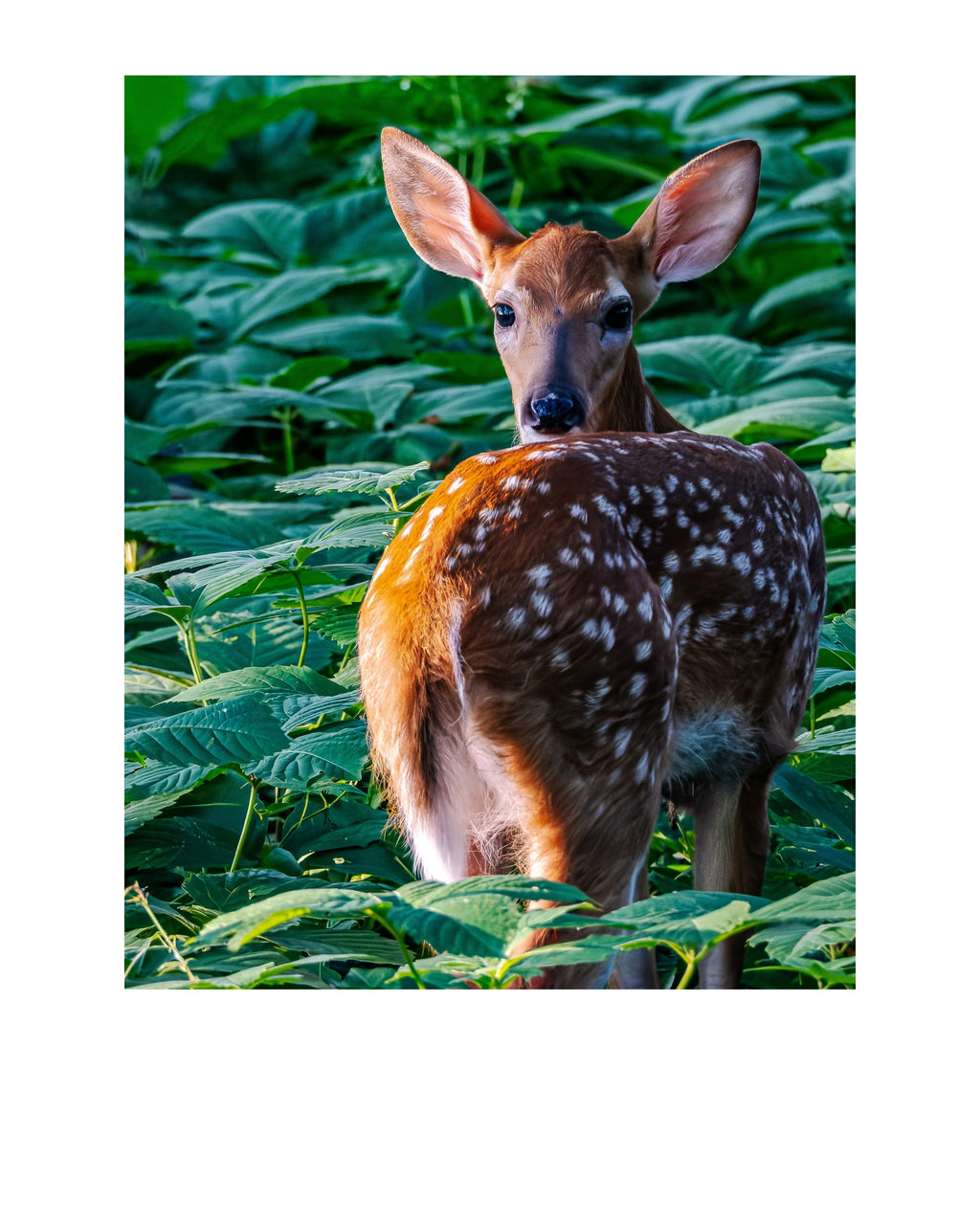 White-tailed Deer Fawn Wildlife Photography Print | Tiny Desk Photos No. 227