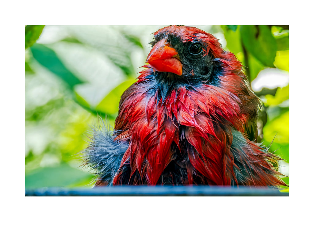 Northern Cardinal Wildlife Photography Print | Tiny Desk Photos No. 228