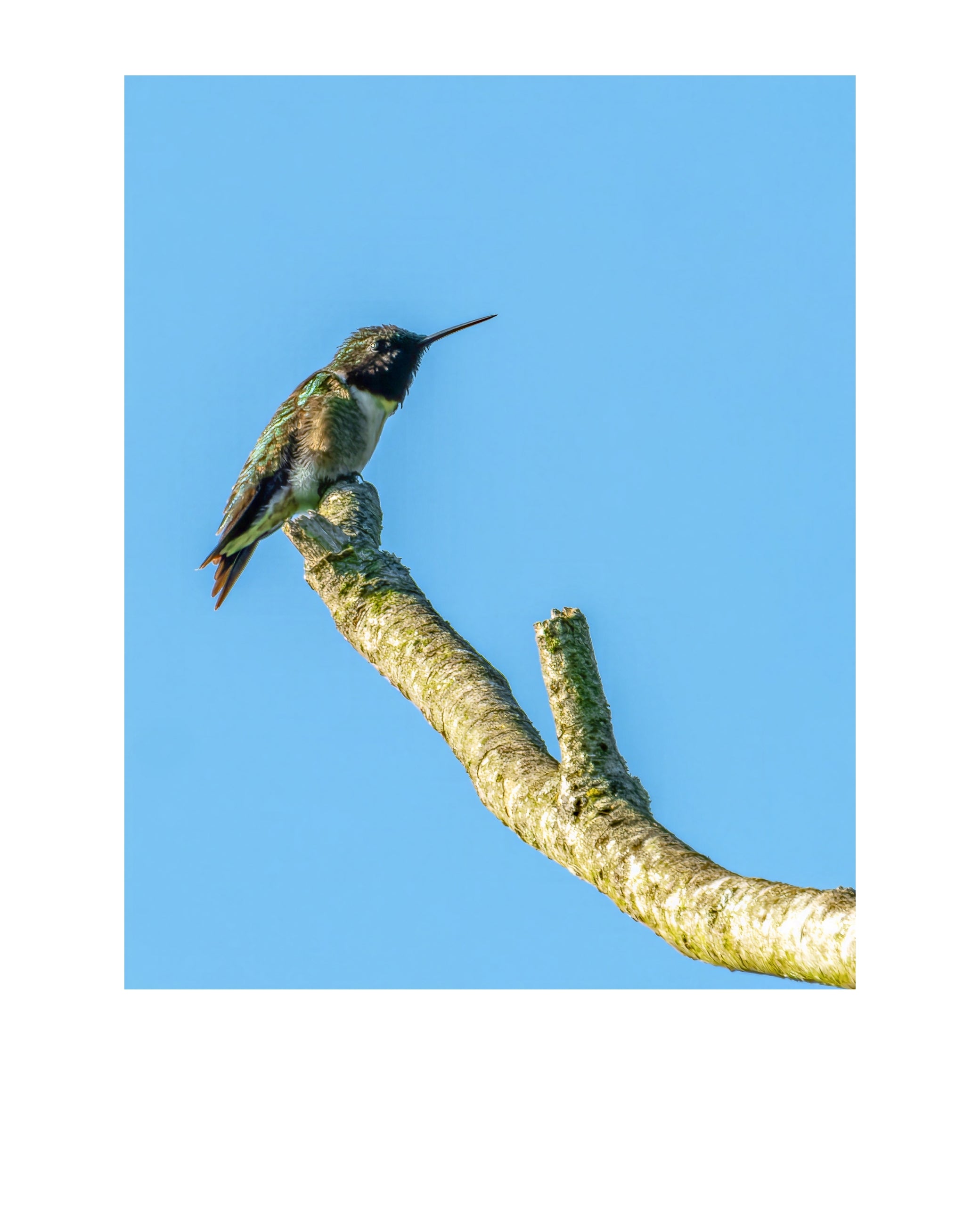 Ruby-throated Hummingbird Wildlife Photography Print | Tiny Desk Photos No. 229