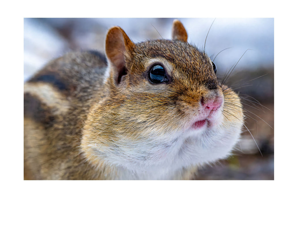 Eastern Chipmunk Wildlife Photography Print | Tiny Desk Photos No. 23