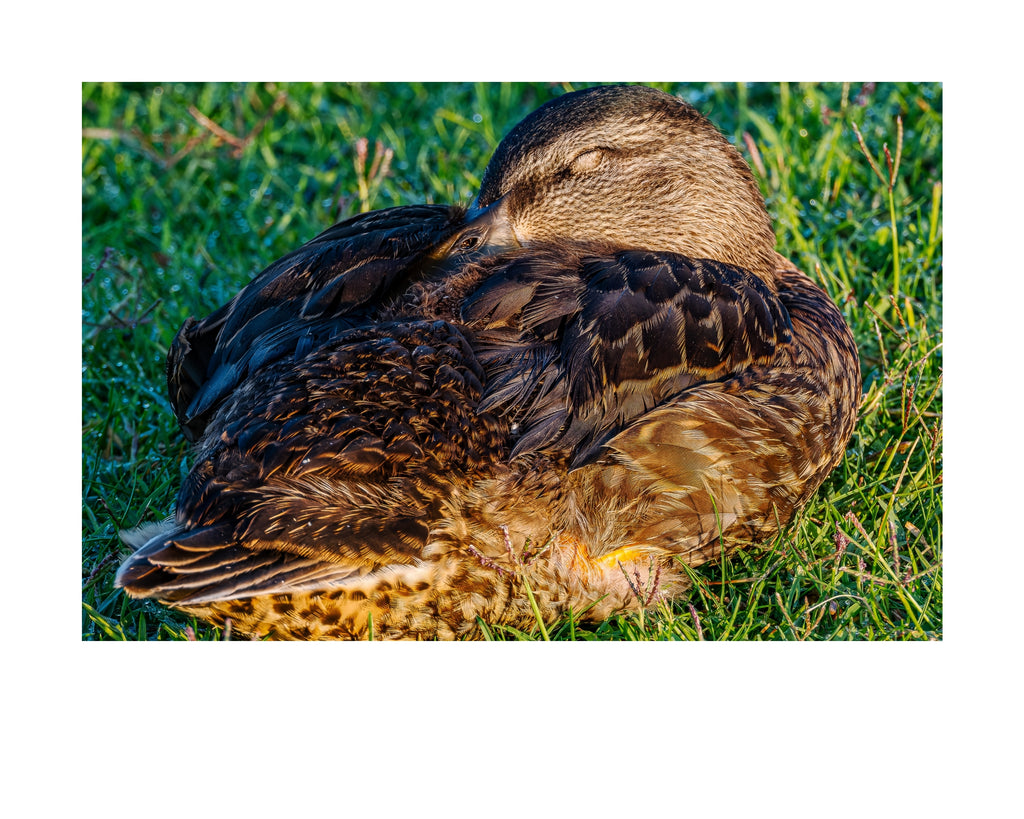 Mallard Duck Wildlife Photography Print | Tiny Desk Photos No. 230