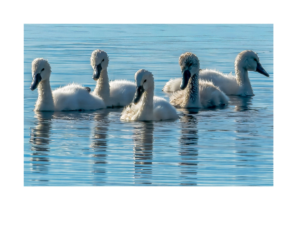 Mute Swan Cygnets Wildlife Photography Print | Tiny Desk Photos No. 231