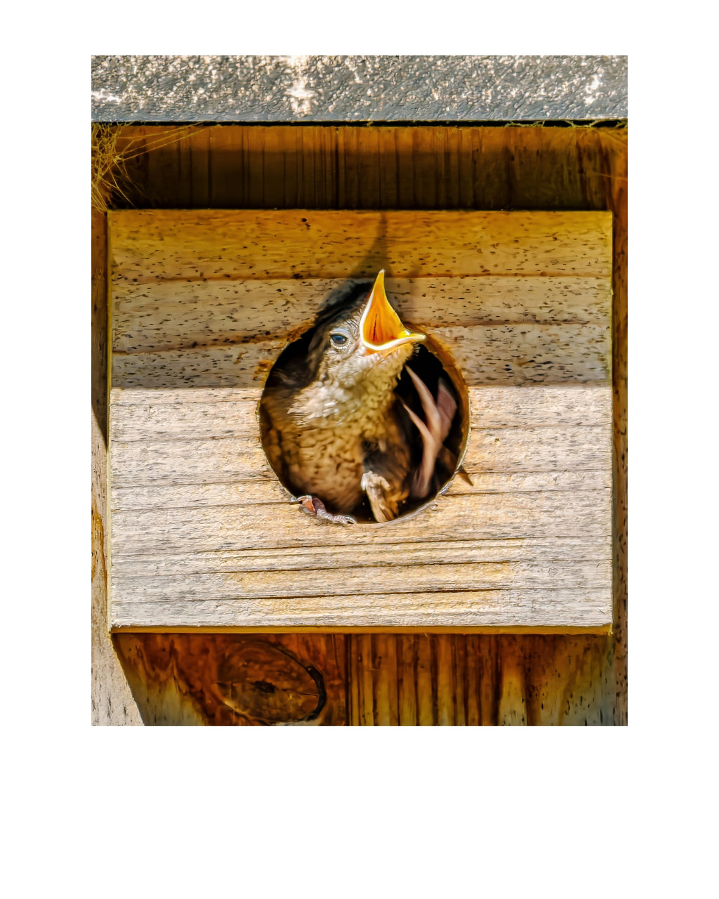House Wren Nestling Wildlife Photography Print | Tiny Desk Photos No. 232