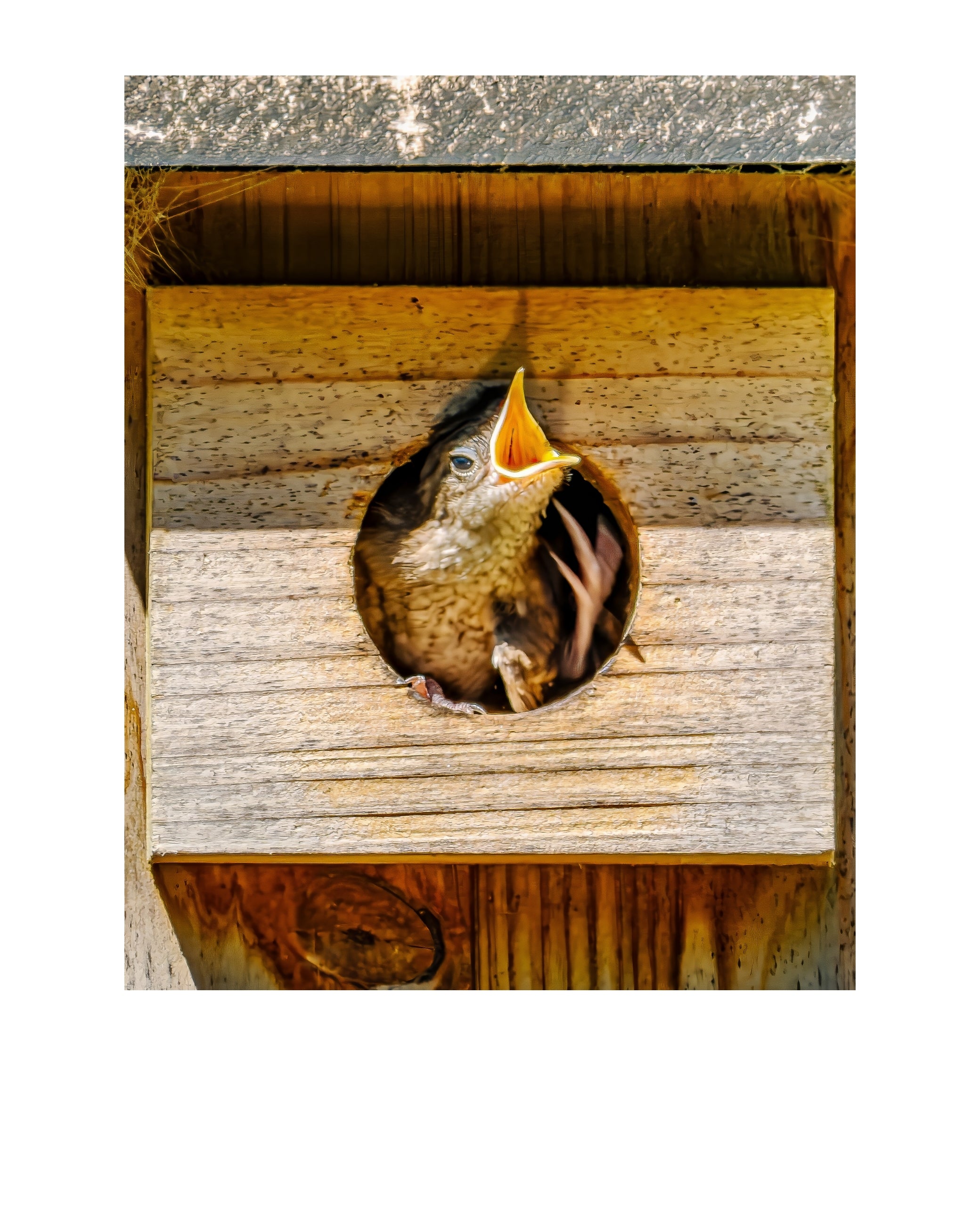 House Wren Nestling Wildlife Photography Print | Tiny Desk Photos No. 232