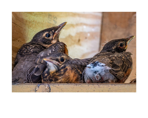 American Robin Fledglings Wildlife Photography Print | Tiny Desk Photos No. 233