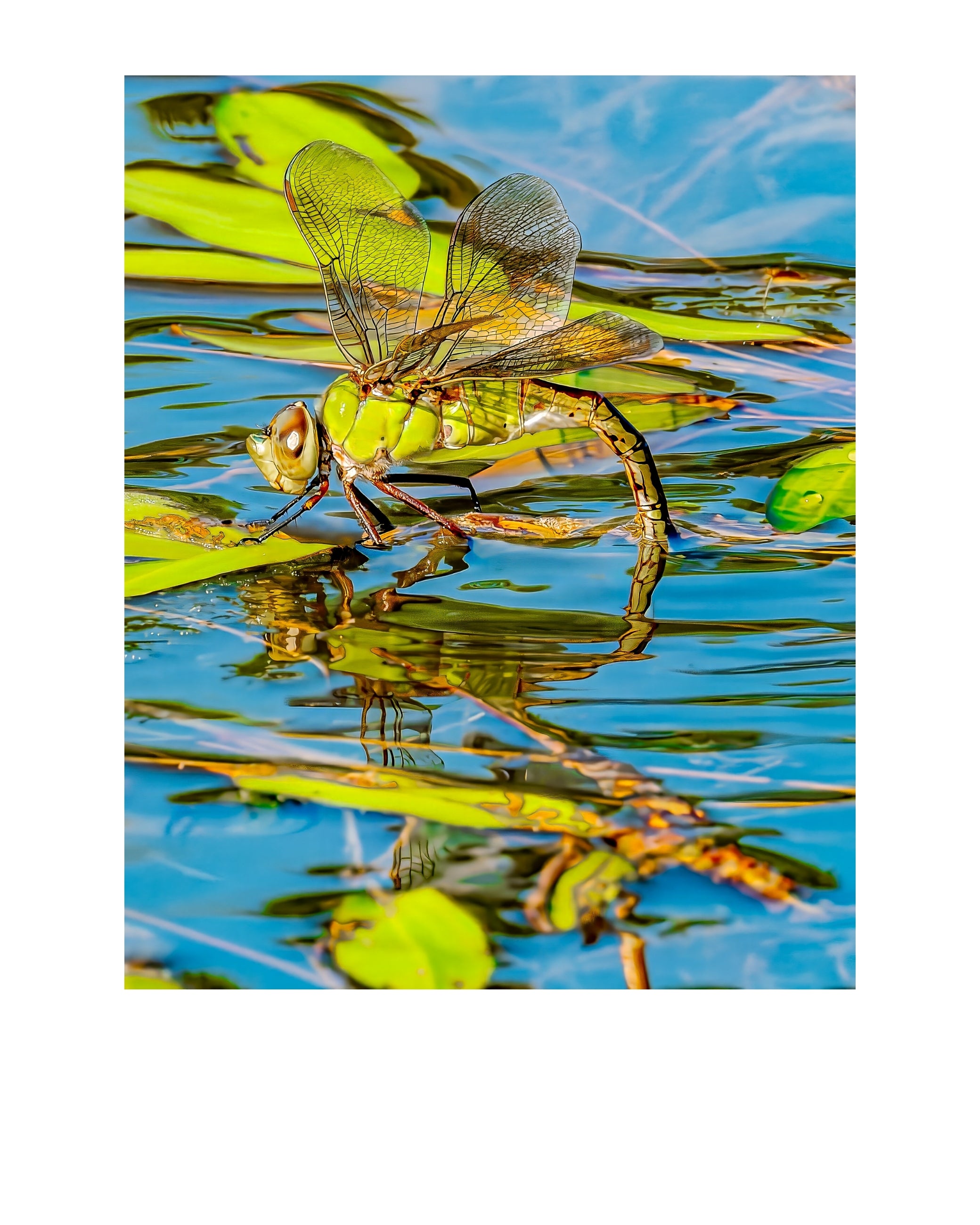 Common Green Darner Dragonfly Wildlife Photography Print | Tiny Desk Photos No. 234