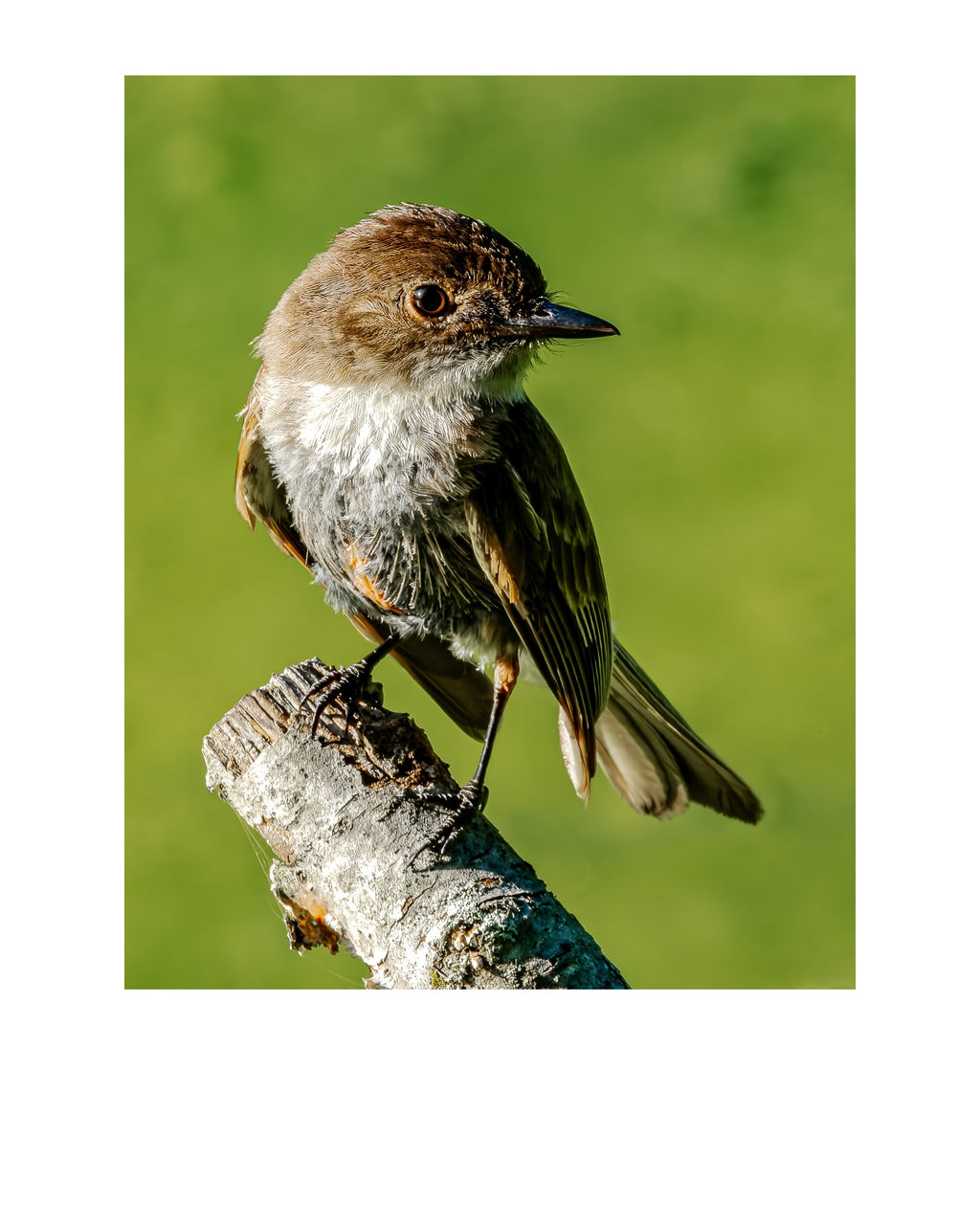 Eastern Phoebe Wildlife Photography Print | Tiny Desk Photos No. 235