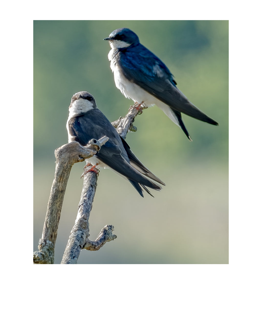 Tree Swallow Wildlife Photography Print | Tiny Desk Photos No. 236