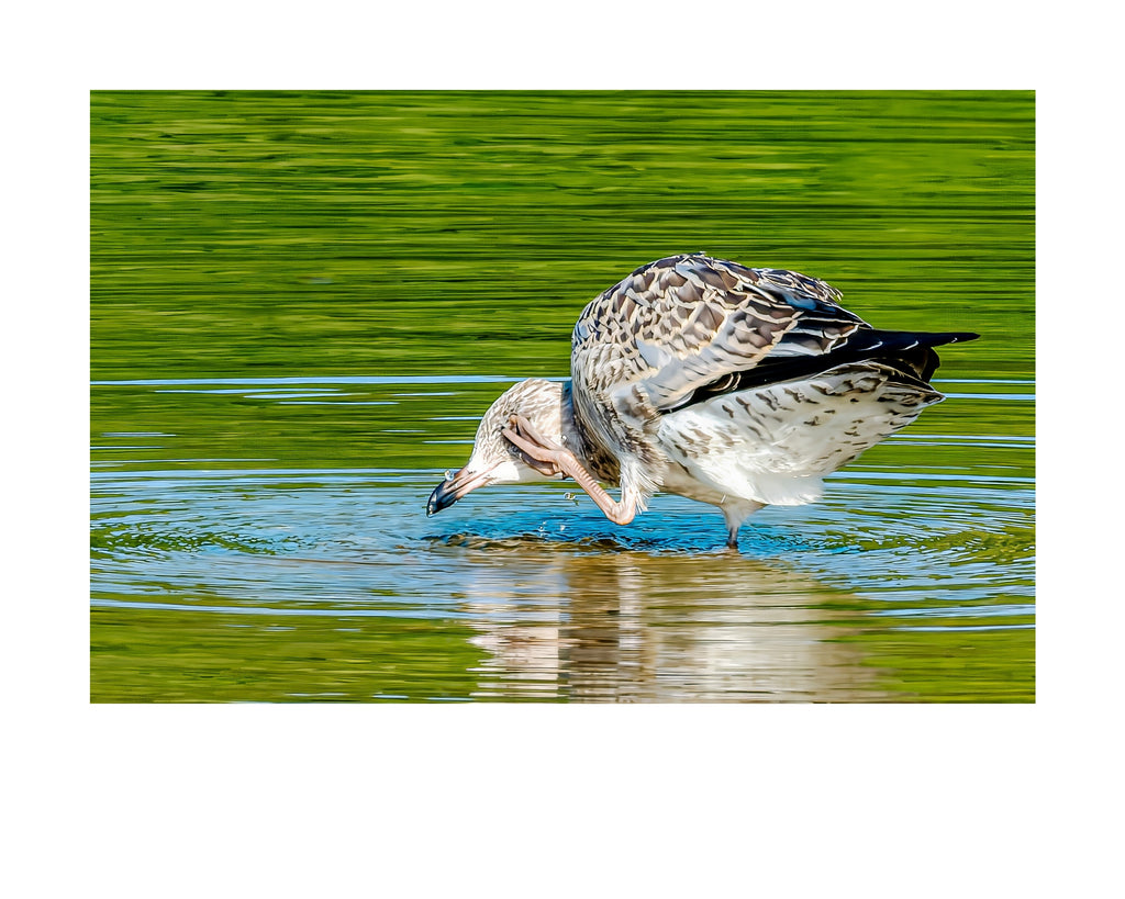 Juvenile Ring-billed Gull Wildlife Photography Print | Tiny Desk Photos No. 237