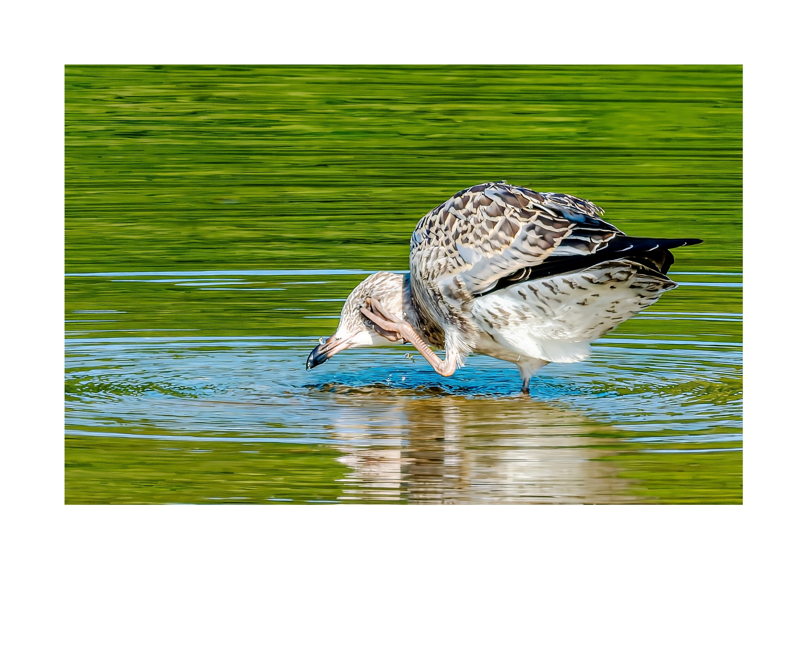 Juvenile Ring-billed Gull Wildlife Photography Print | Tiny Desk Photos No. 237