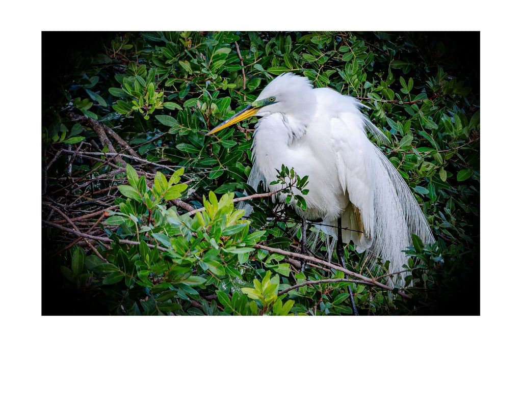 Great Egret Wildlife Photography Print | Tiny Desk Photos No. 24