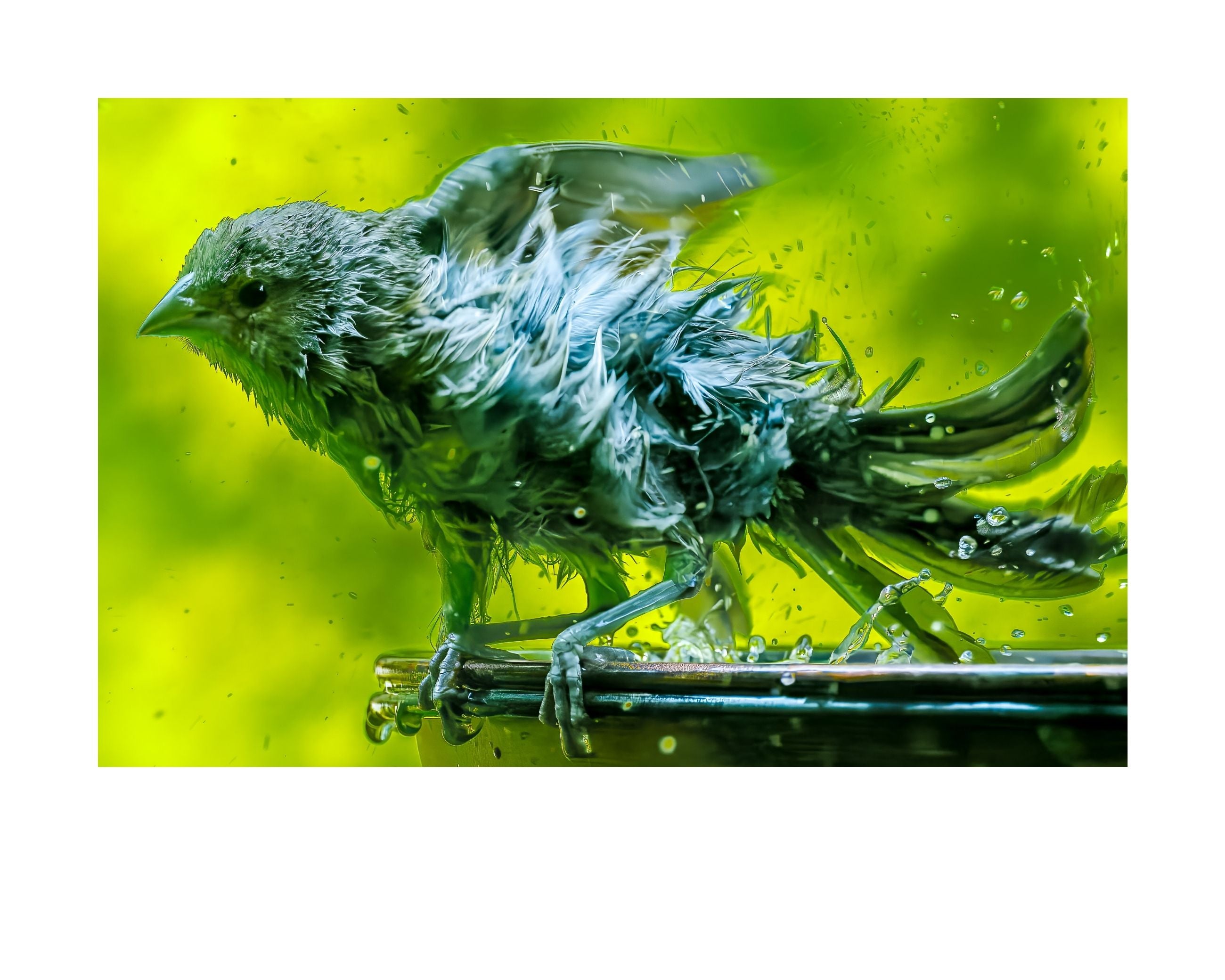 House Finch Wildlife Photography Print | Tiny Desk Photos No. 240