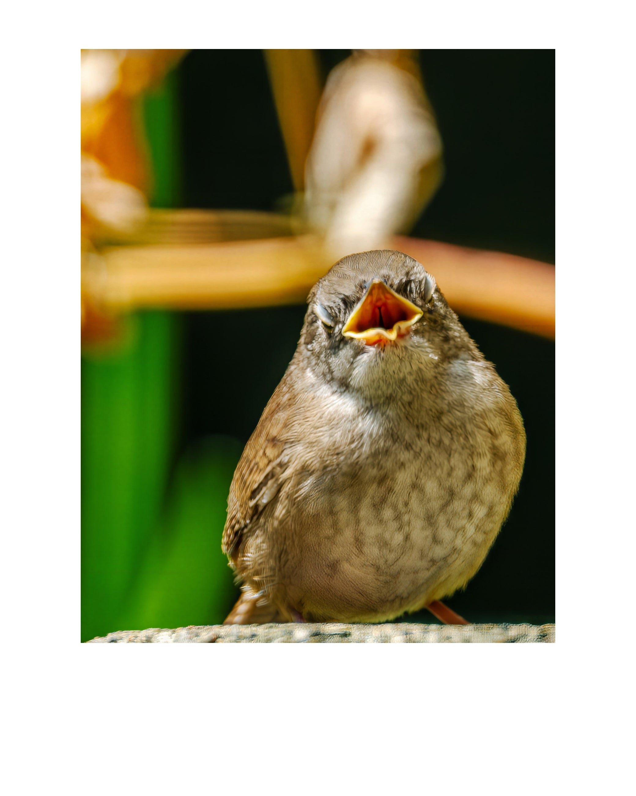House Wren Wildlife Photography Print | Tiny Desk Photos No. 241
