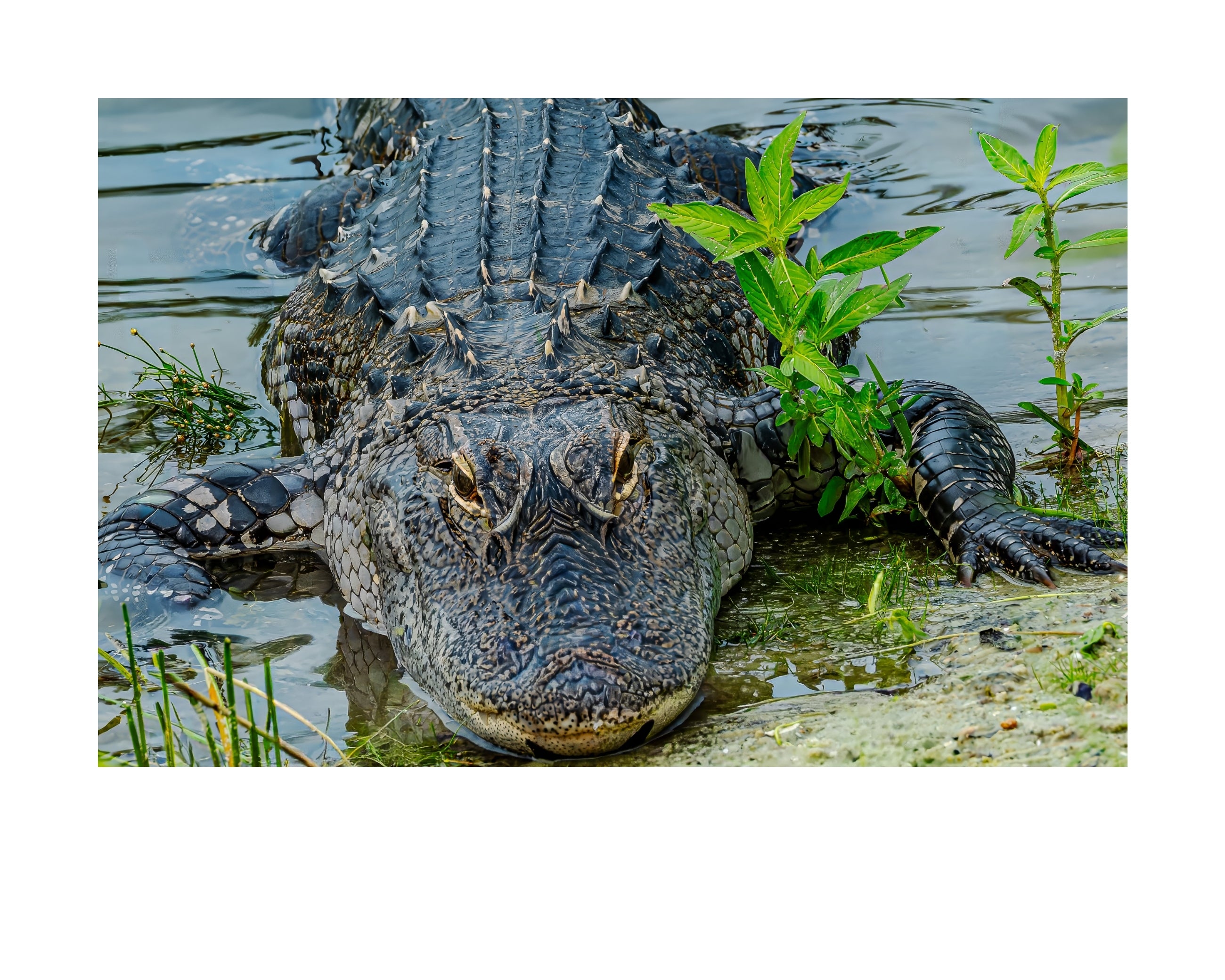 American Alligator Wildlife Photography Print | Tiny Desk Photos No. 242