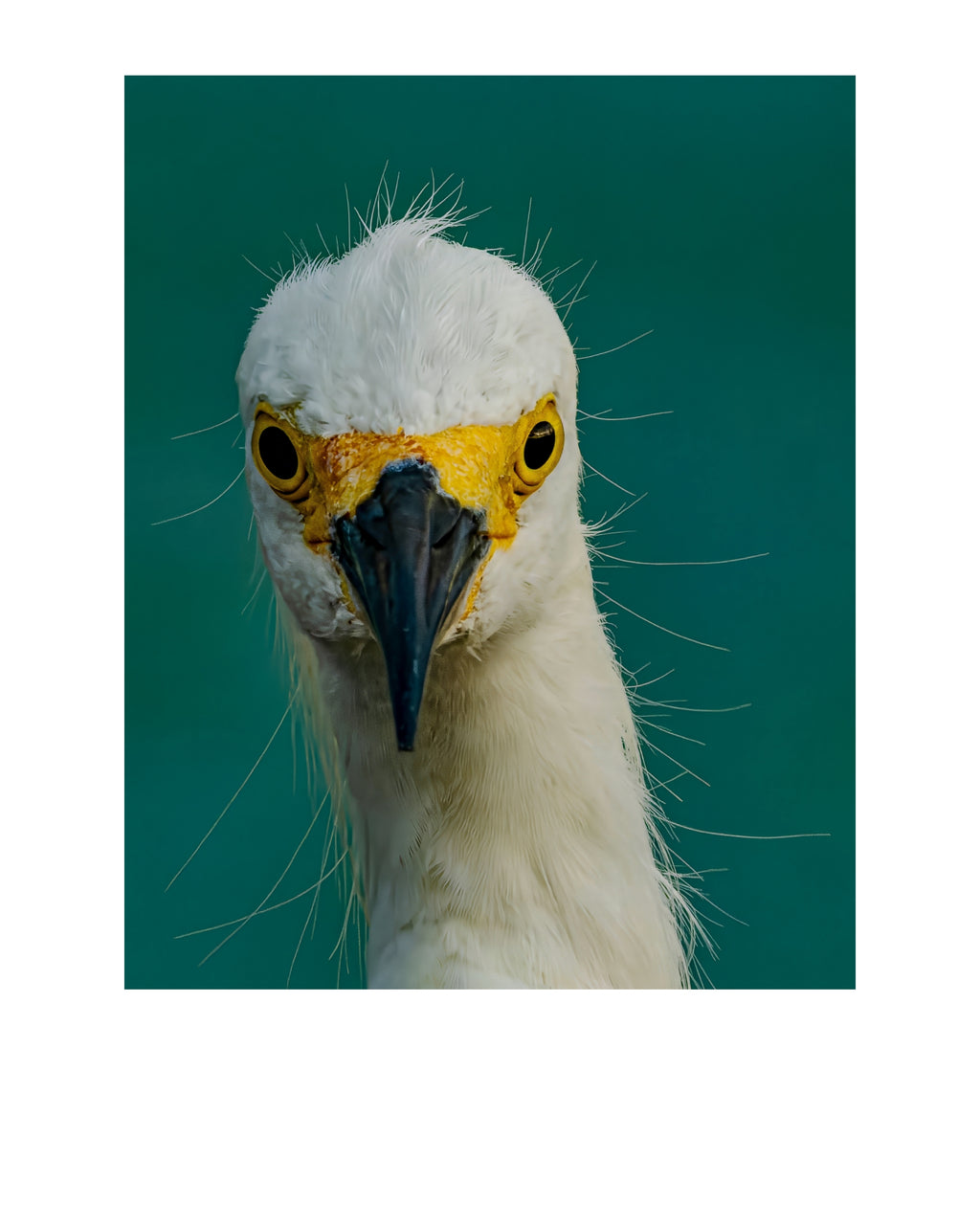 Snowy Egret Wildlife Photography Print | Tiny Desk Photos No. 243  Description