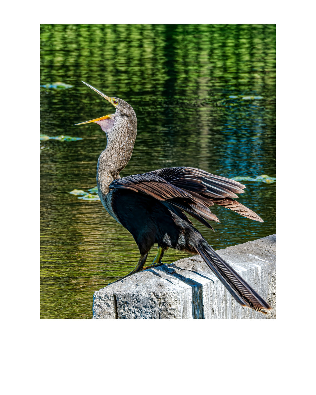 Anhinga Wildlife Photography Print | Tiny Desk Photos No. 244