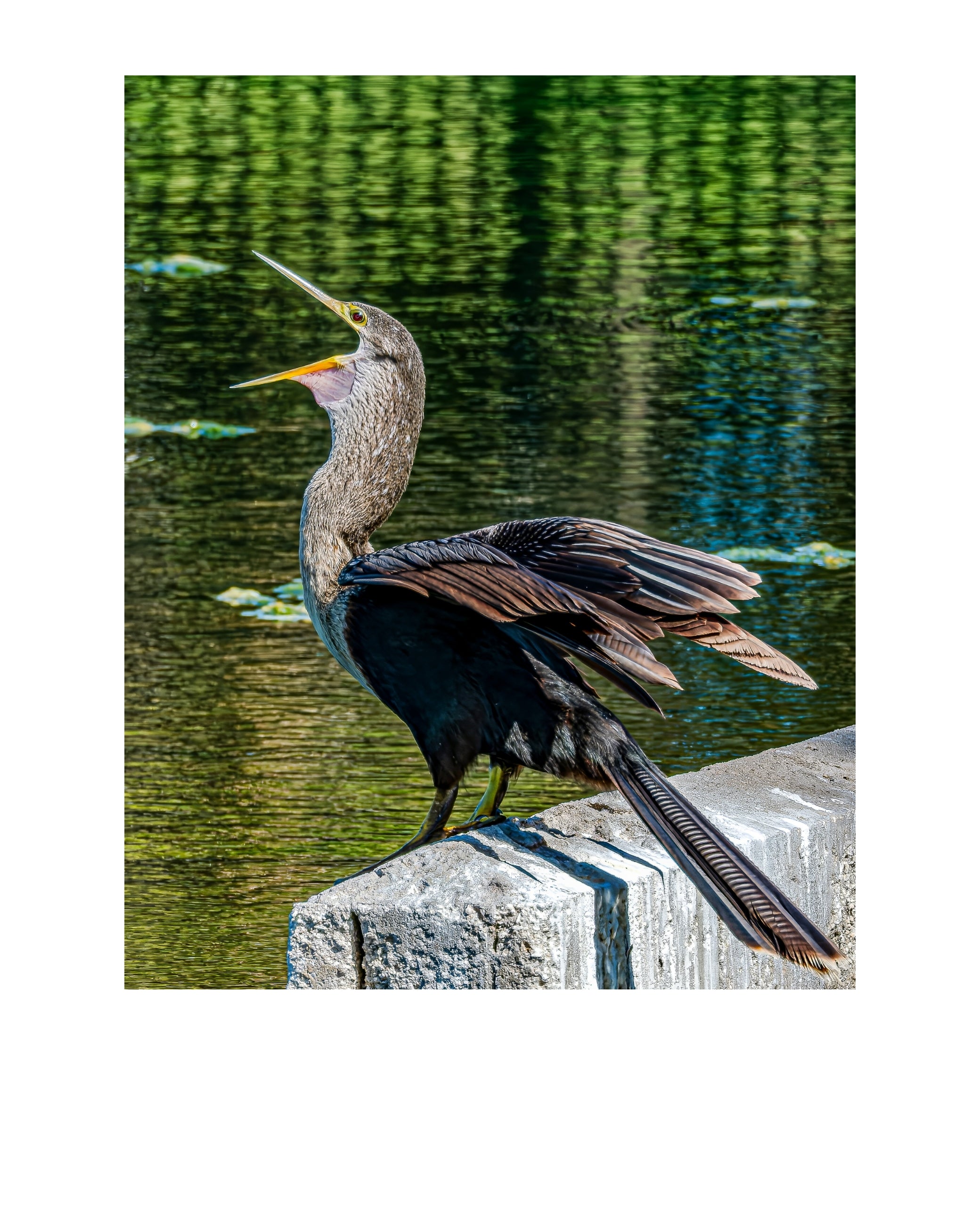 Anhinga Wildlife Photography Print | Tiny Desk Photos No. 244