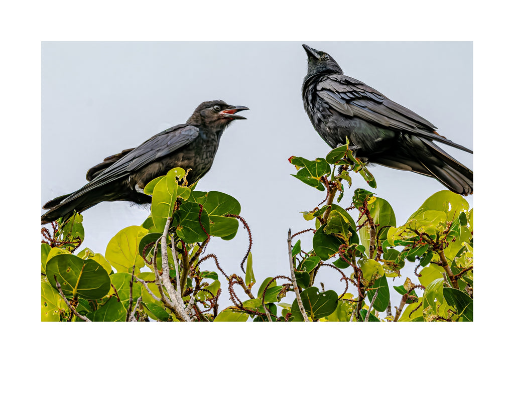 Crow Wildlife Photography Print | Tiny Desk Photos No. 245