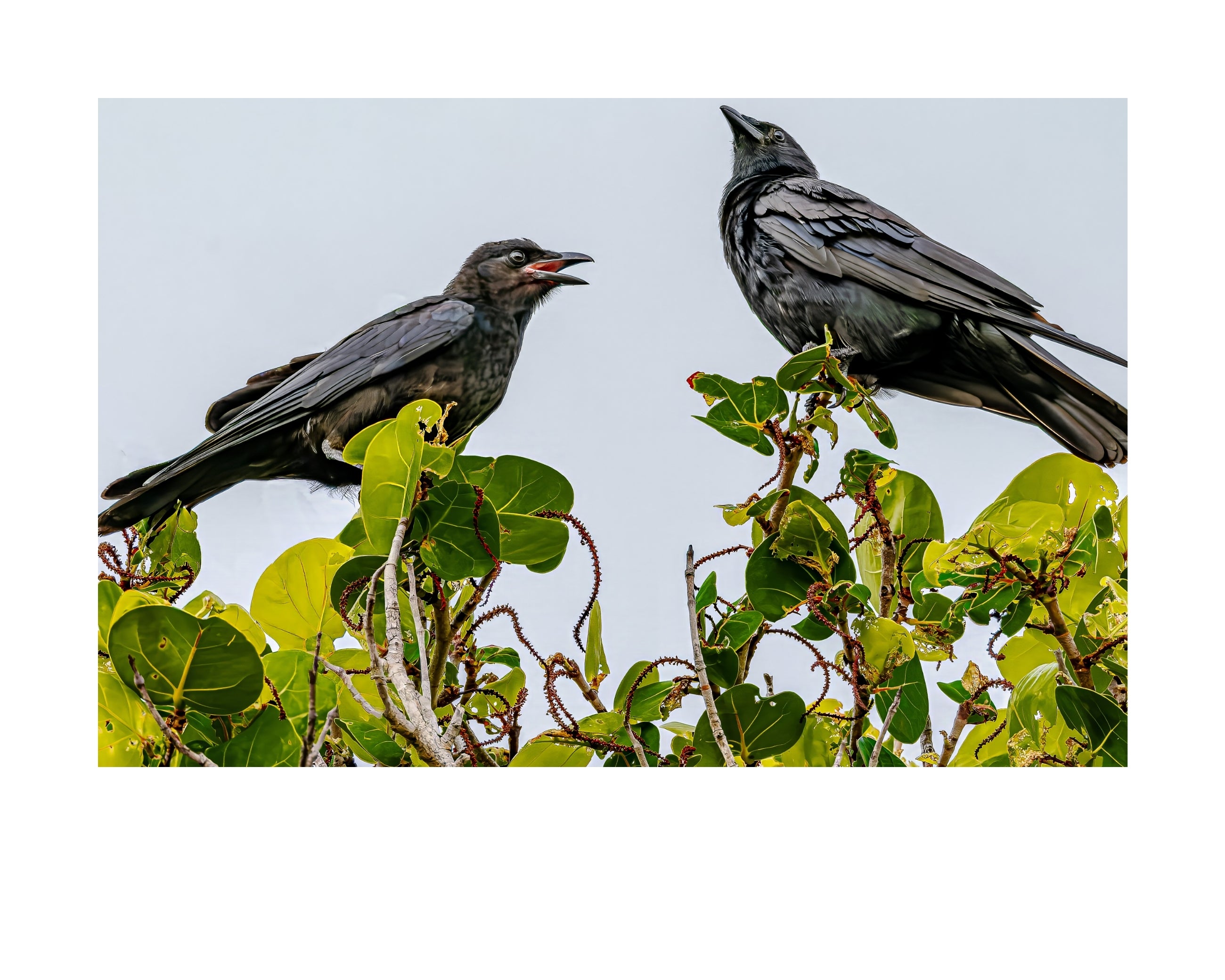 Crow Wildlife Photography Print | Tiny Desk Photos No. 245