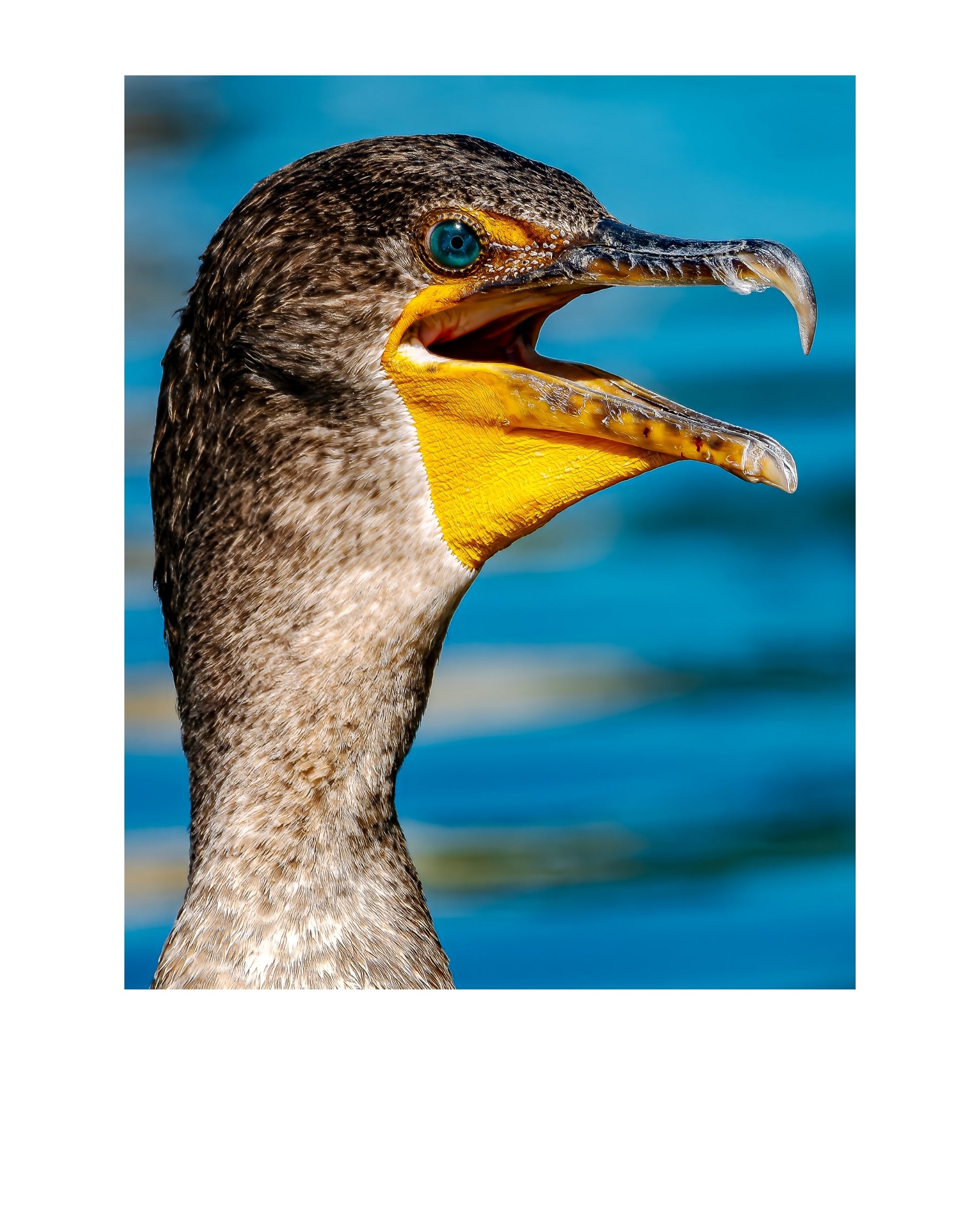 Double-crested Cormorant Wildlife Photography Print | Tiny Desk Photos No. 246