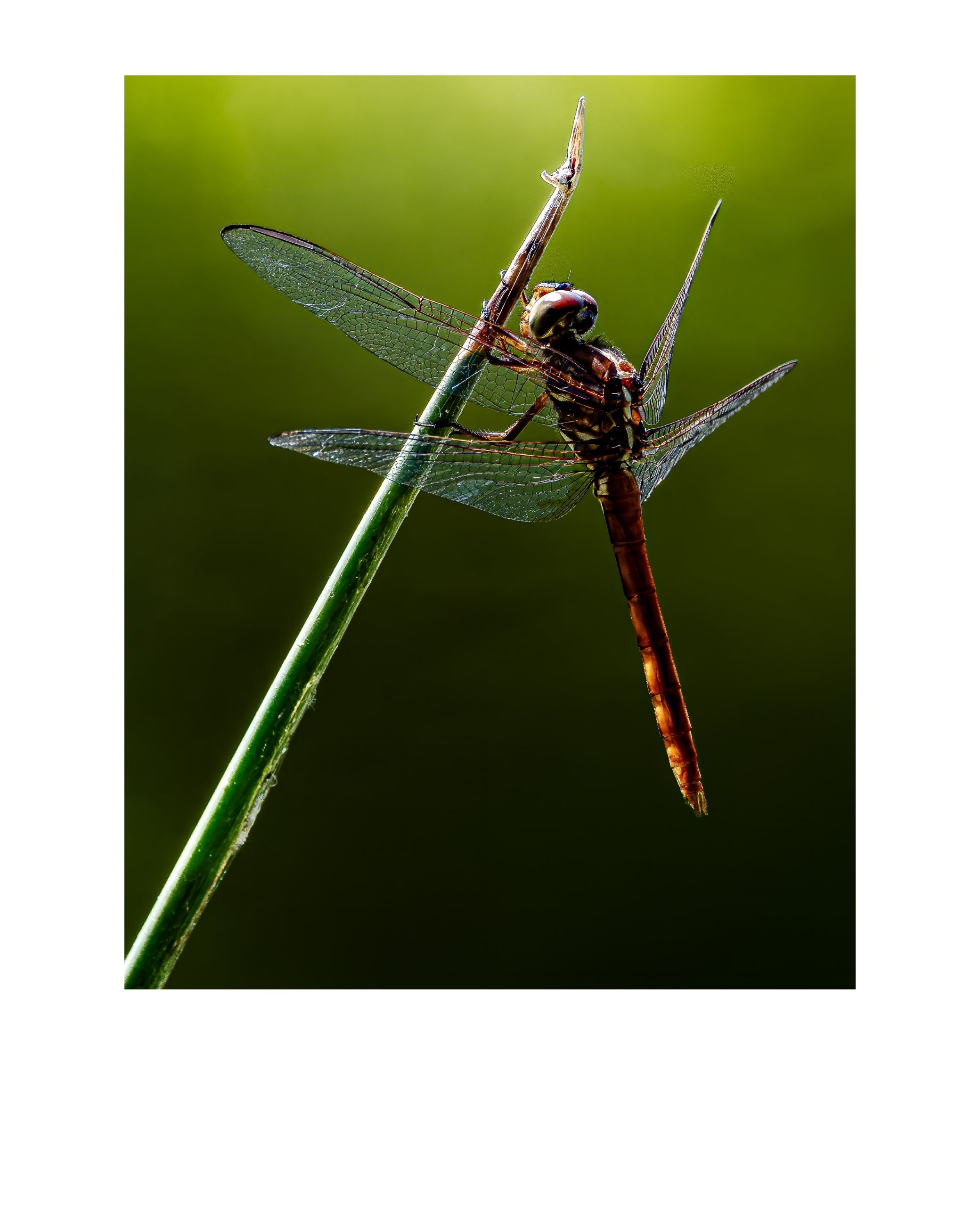 Autumn Meadowhawk Dragonfly Wildlife Photography Print | Tiny Desk Photos No. 248