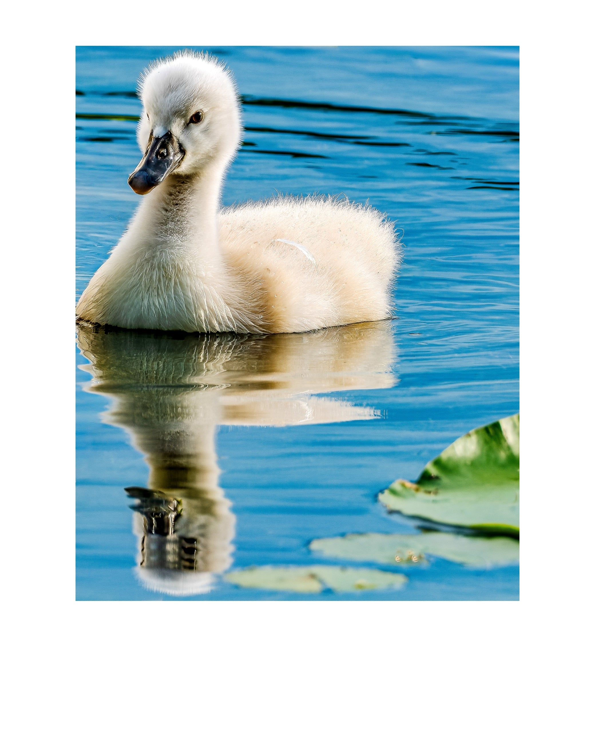 Mute Swan Cygnet Wildlife Photography Print | Tiny Desk Photos No. 249