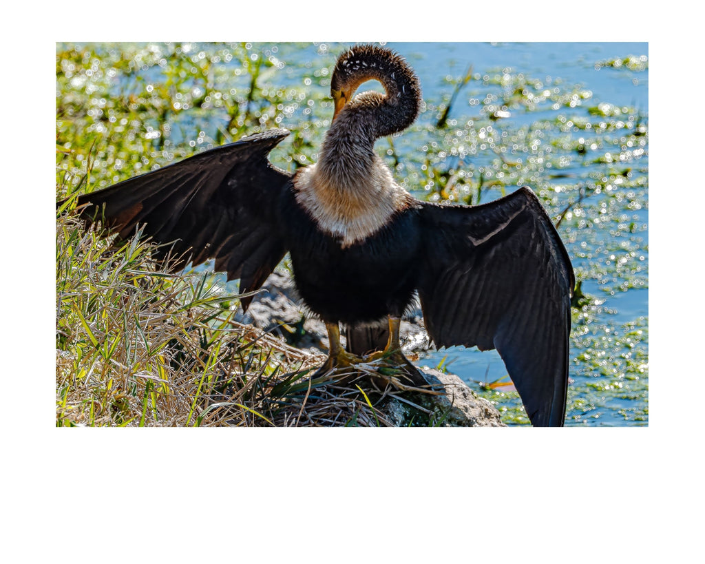 Double-crested Cormorant Wildlife Photography Print | Tiny Desk Photos No. 25
