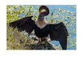 Double-crested Cormorant Wildlife Photography Print | Tiny Desk Photos No. 25