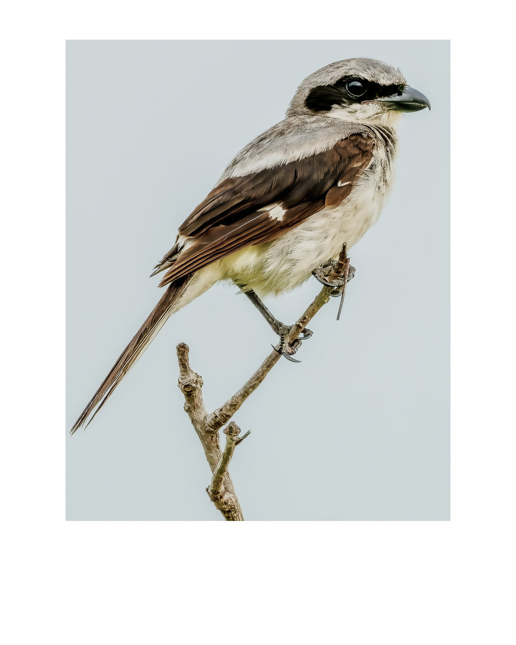 Loggerhead Shrike Wildlife Photography Print | Tiny Desk Photos No. 250
