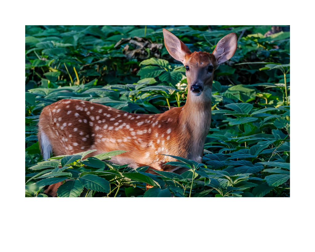 White-tailed Deer Fawn Wildlife Photography Print | Tiny Desk Photos No. 251