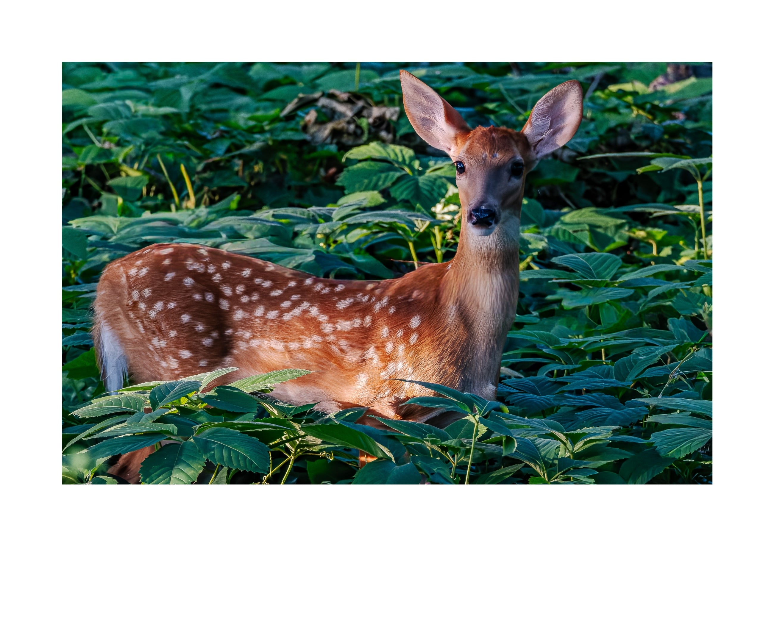 White-tailed Deer Fawn Wildlife Photography Print | Tiny Desk Photos No. 251
