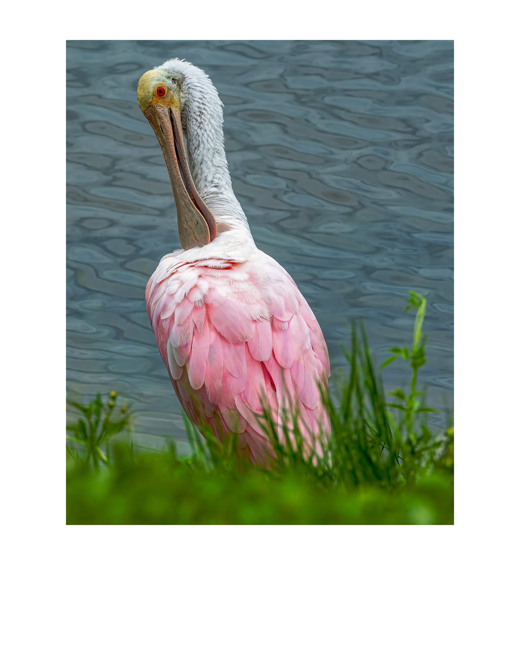 Roseate Spoonbill Wildlife Photography Print | Tiny Desk Photos No. 252