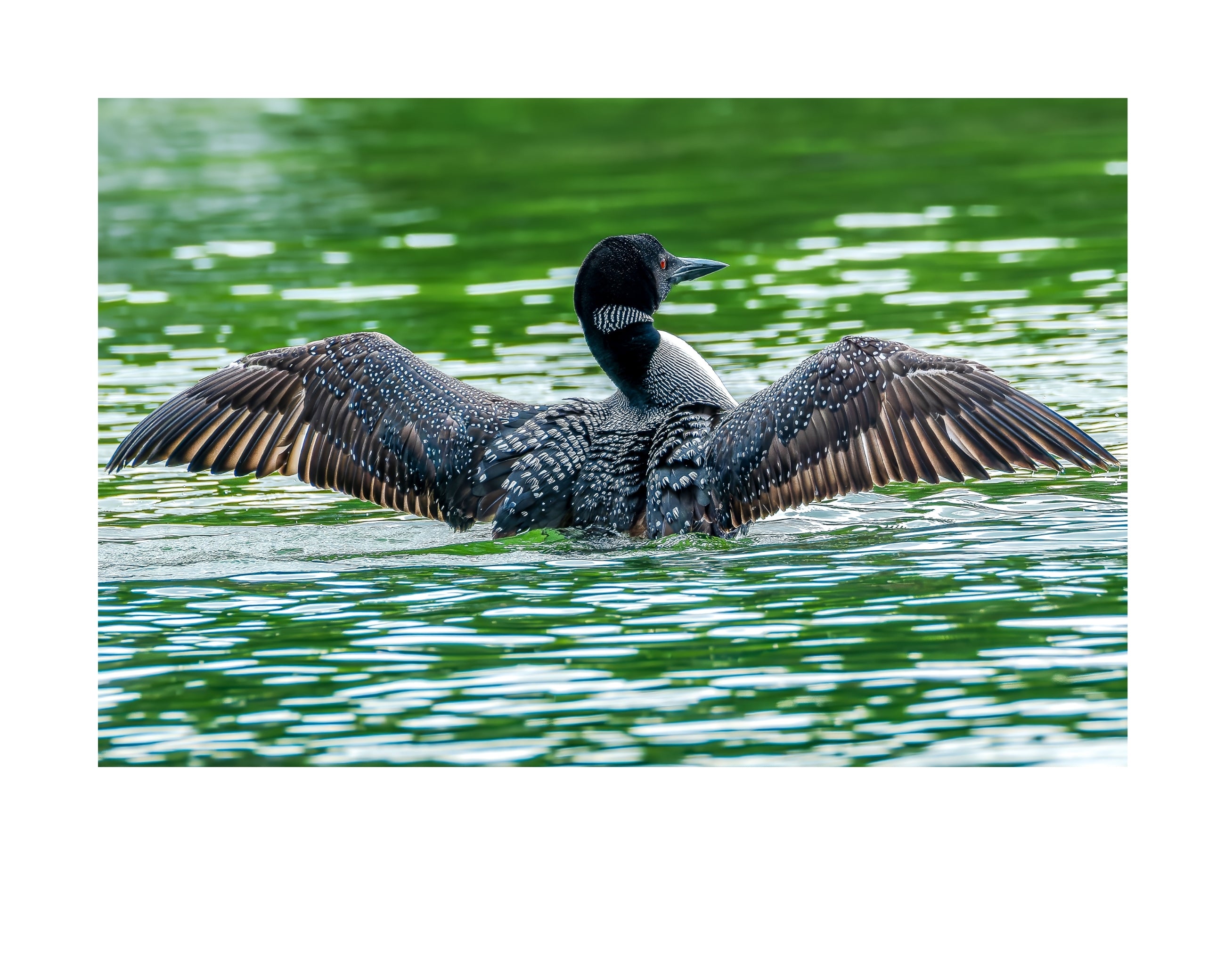 Common Loon Wildlife Photography Print | Tiny Desk Photos No. 253