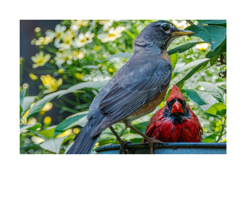 American Robin & Northern Cardinal Wildlife Photography Print | Tiny Desk Photos No. 254
