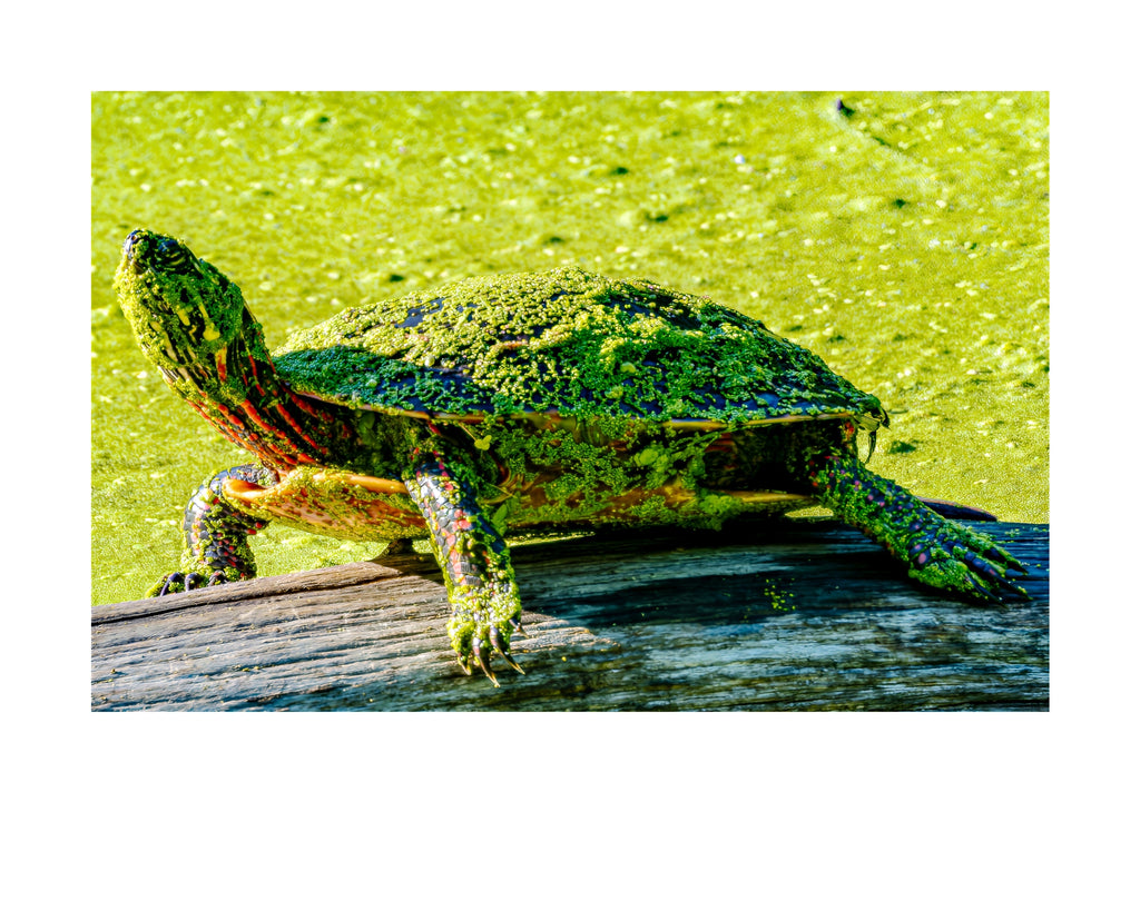 Painted Turtle Wildlife Photography Print | Tiny Desk Photos No. 255