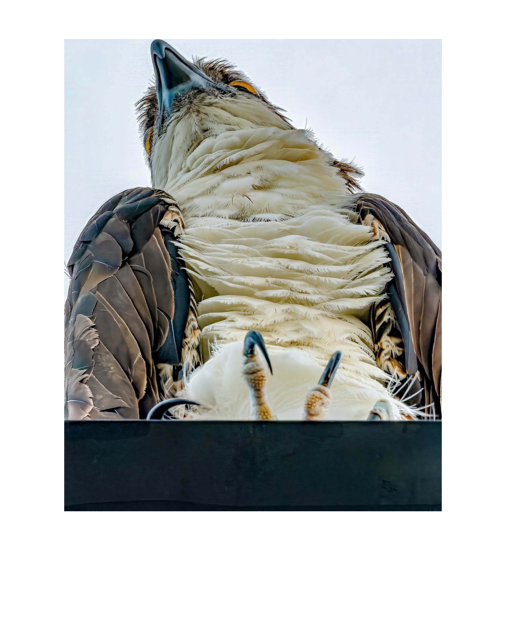 Osprey Wildlife Photography Print | Tiny Desk Photos No. 256