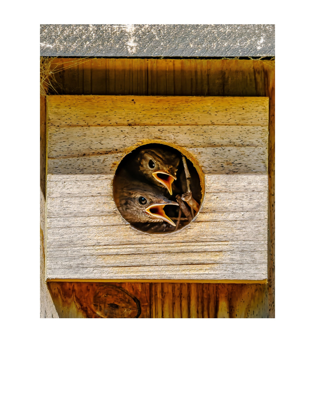 House Wren Nestlings Wildlife Photography Print | Tiny Desk Photos No. 257