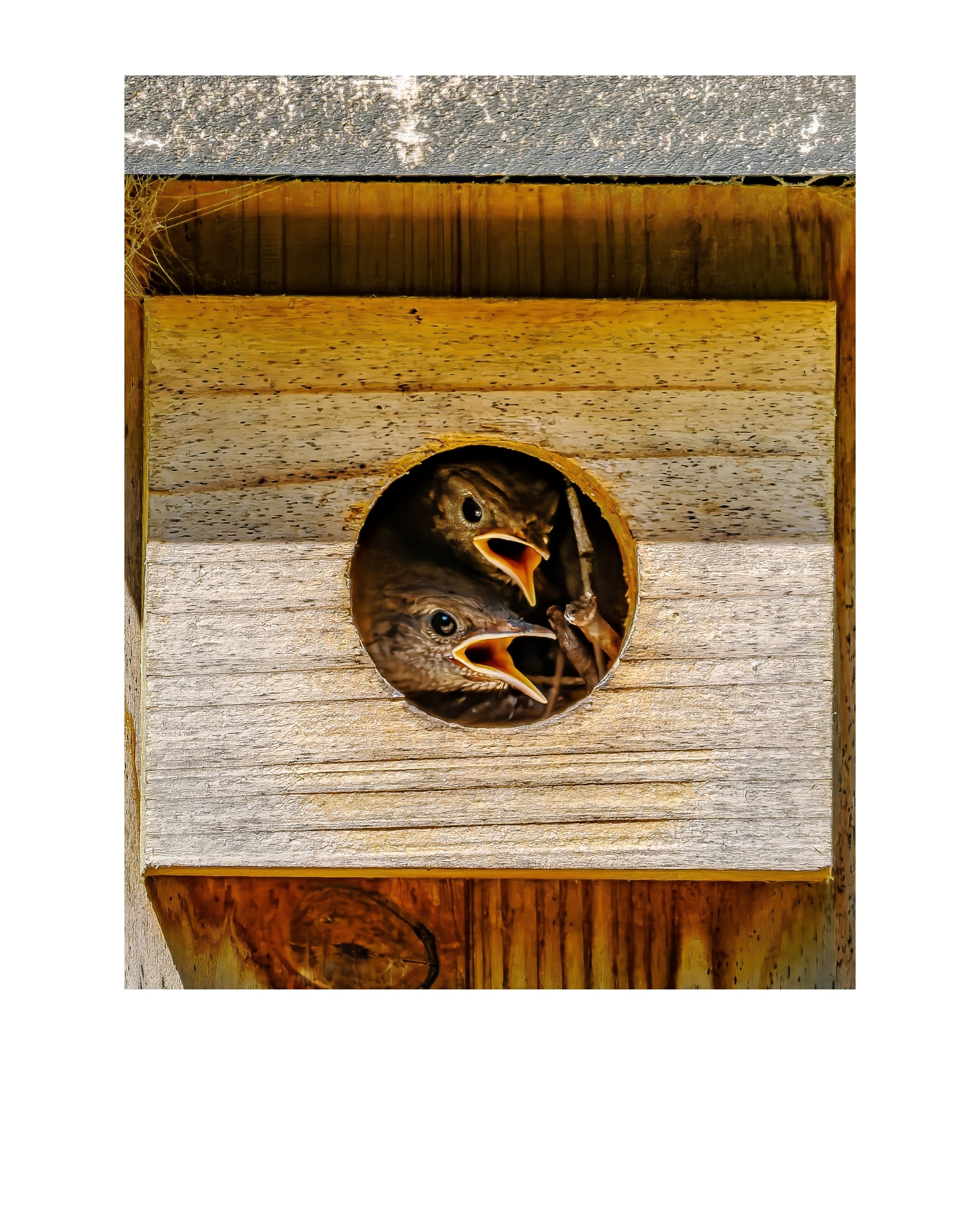House Wren Nestlings Wildlife Photography Print | Tiny Desk Photos No. 257