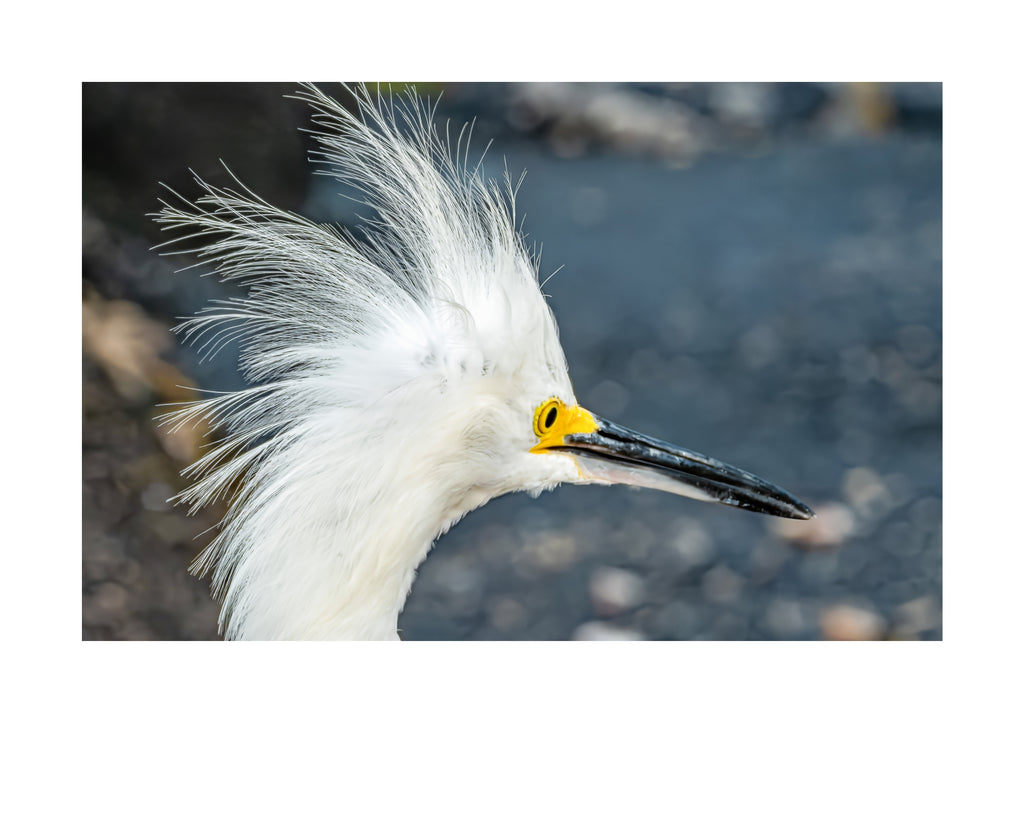 Snowy Egret Wildlife Photography Print | Tiny Desk Photos No. 258