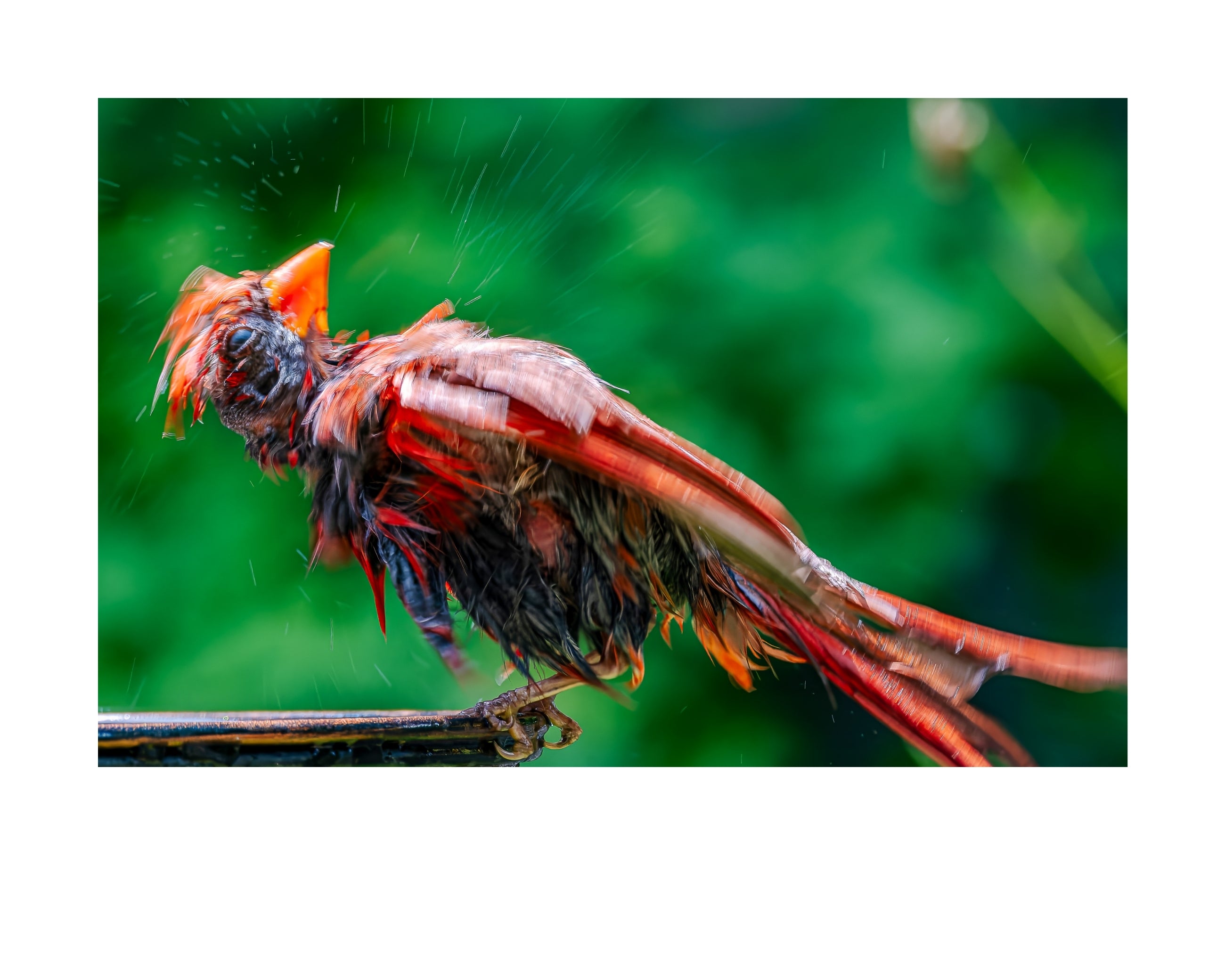 Northern Cardinal Wildlife Photography Print | Tiny Desk Photos No. 259