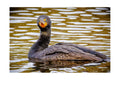 Double-crested Cormorant Wildlife Photography Print | Tiny Desk Photos No. 26