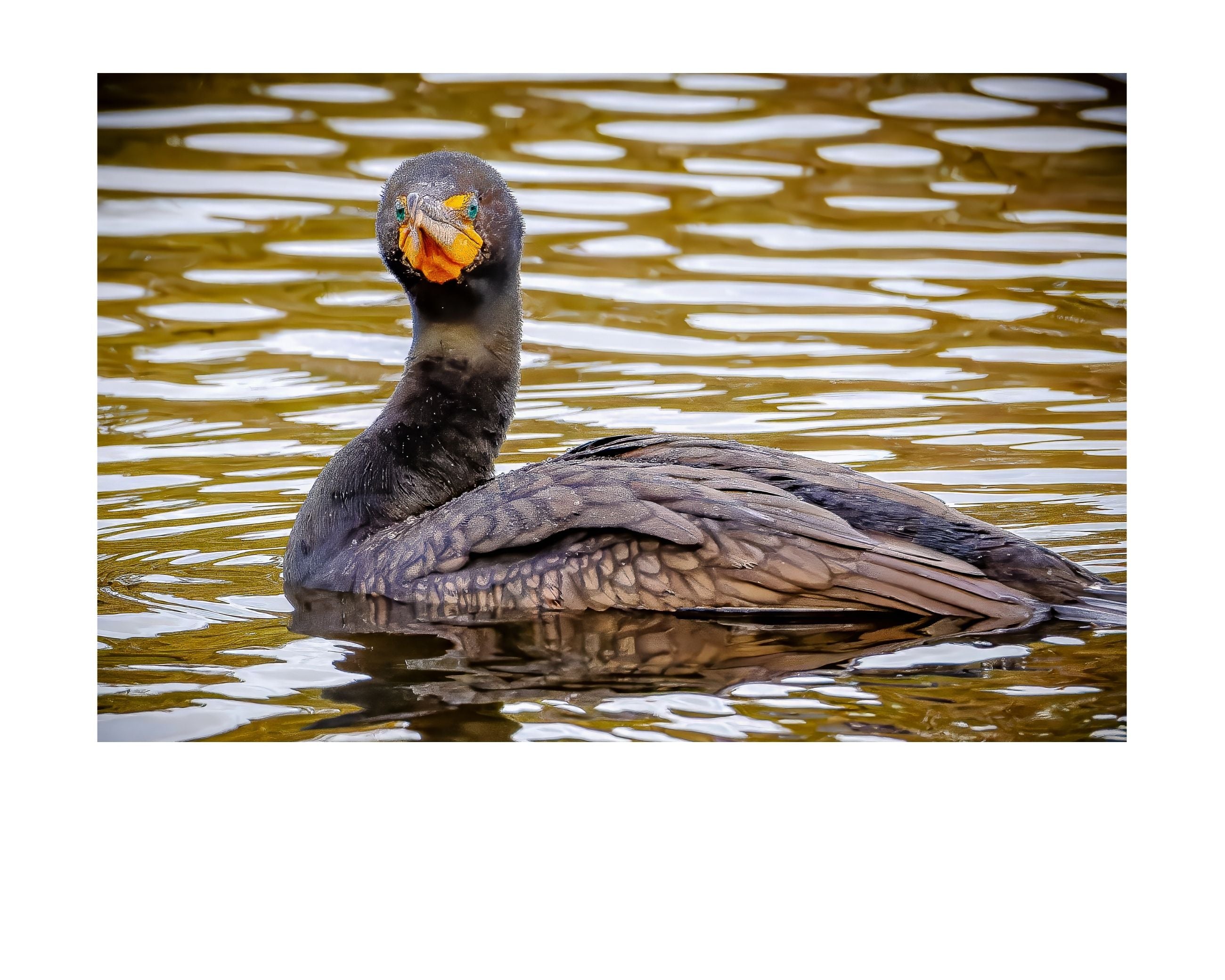 Double-crested Cormorant Wildlife Photography Print | Tiny Desk Photos No. 26