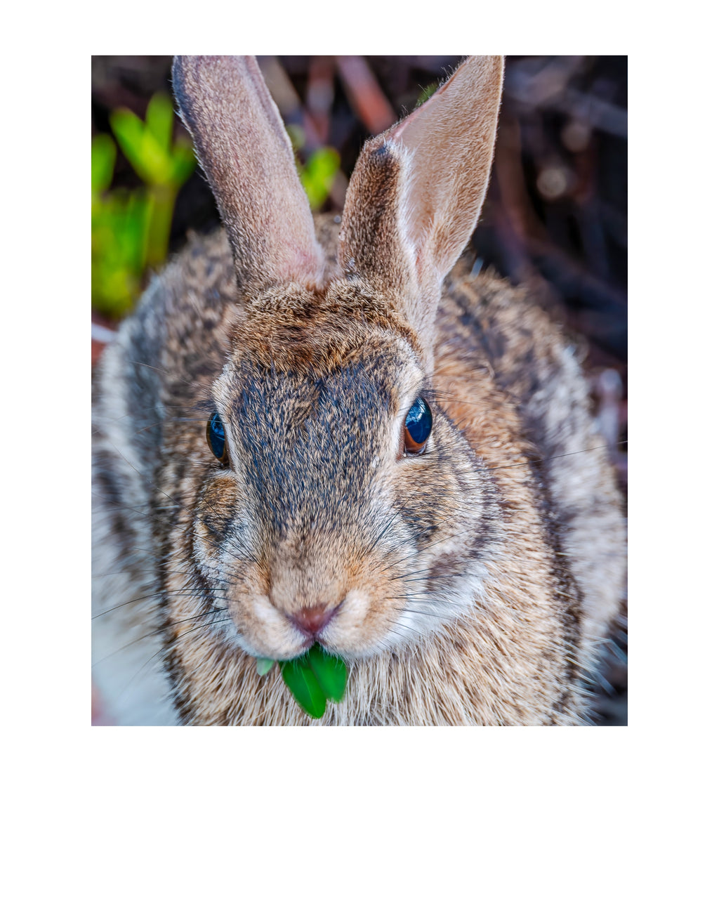 Eastern Cottontail Rabbit Wildlife Photography Print | Tiny Desk Photos No. 260